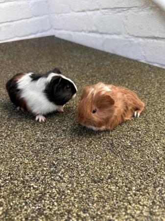 Image 1 of PAIR MALE GUINEA PIG BABIES