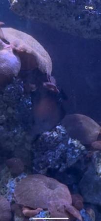 Image 4 of Brown Tang Scopas Tang Medium Size 2 years old Reef Safe