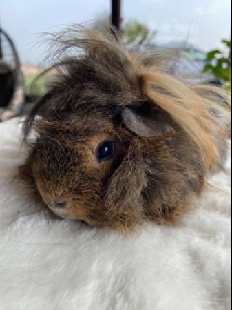 Image 33 of Beautiful long haired very friendly  baby boy guinea pigs