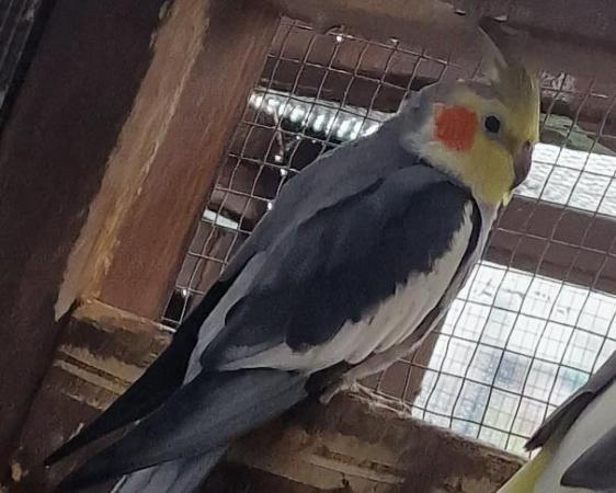 Image 2 of 1  cockatiel 2 yrs approx