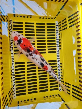 Image 3 of LARGE KOI POND FISH HEALTHY AND STRONG 16 INCH