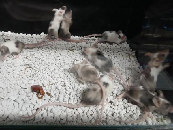 Image 9 of Naked , Tri coloured , curly coated , Fancy coloured mice