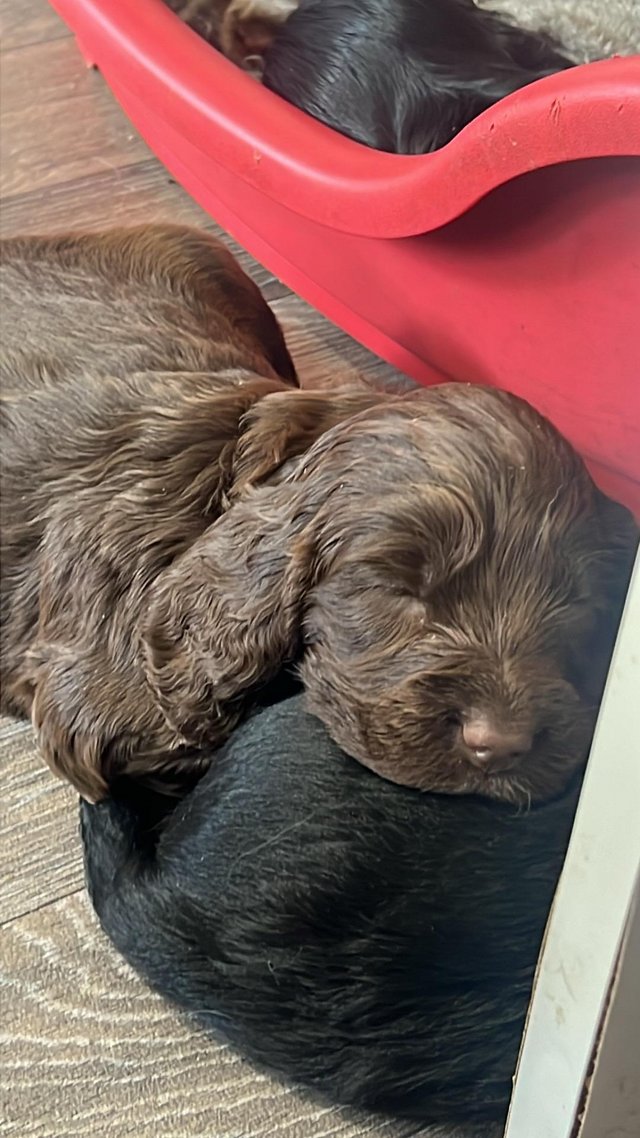 Preview of the first image of Cocker spaniel puppies ready on 24th may.