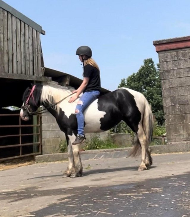Preview of the first image of 13hh LightlyBacked Cob Mare Riding Pony/Ride & Drive Project.