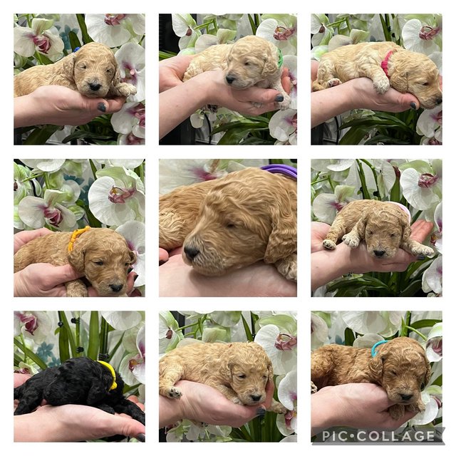 Preview of the first image of 9 AMAZING healthy KC reg Standard Poodle pups.