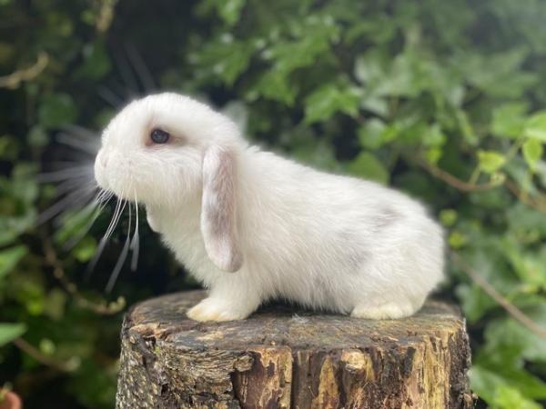 Image 3 of Friendly Pure Bred Baby Mini Lop Rabbits