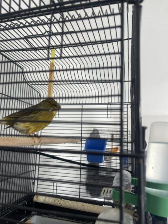 Image 5 of Male canary Gloster for sale