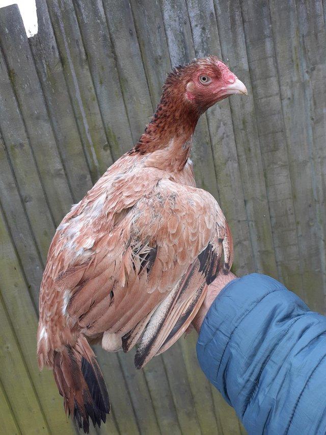Preview of the first image of Young aseel miawali hen 8 months old pure peeli laying.