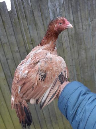 Image 1 of Young aseel miawali hen 8 months old pure peeli laying