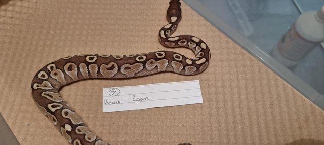 Preview of the first image of Cb23 unsexed lesser royal python.