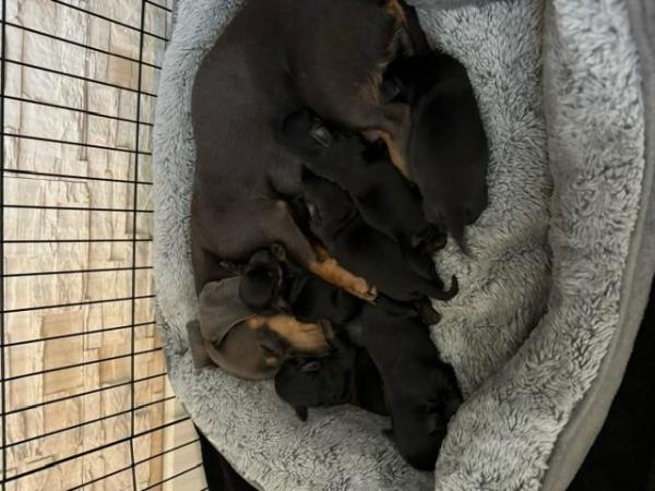 Image 1 of Dachshund Puppies for Sale - Beautiful Black Tan