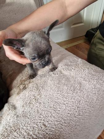 Image 5 of Frenchbull dog male puppies for sale 8 weeks old