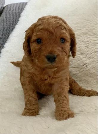 Image 8 of Stunning Five Star F2 Cockerpoo Pups - Or Sensible Offers