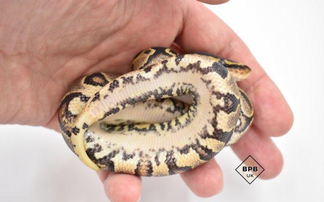 Image 4 of Locally-bred, healthy baby Royal Pythons