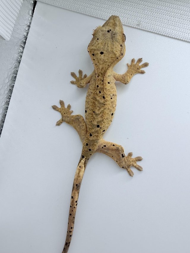 Crested gecko babies available — photo 4 of 4