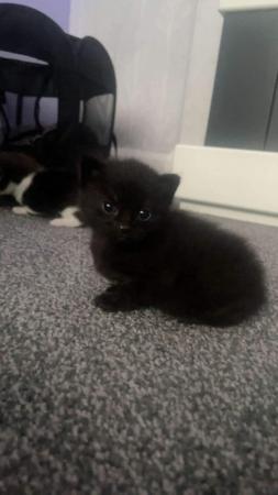 Image 2 of Kittens Ready in 2 Weeks (only black and white and black lef