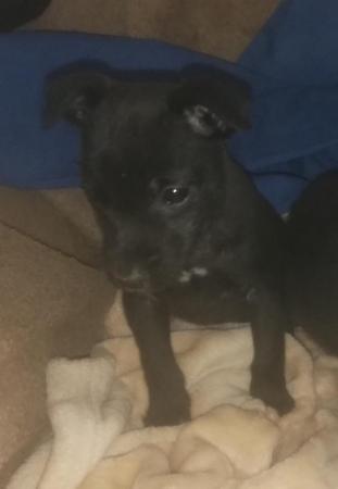 Image 19 of Patterdale terrier pups ready now little livewires