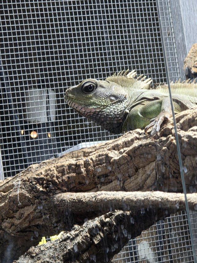 Adult male chinese water dragon — Pets & Animals in Witham