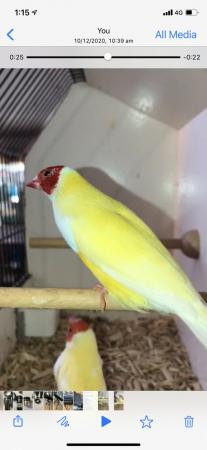 Image 2 of for sale Gouldian finches