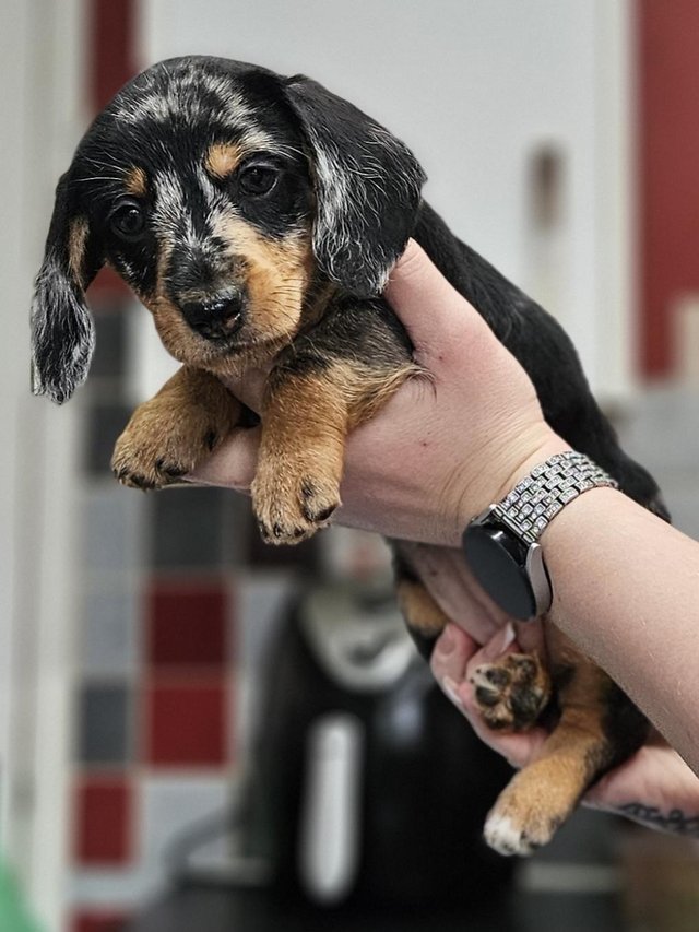 Preview of the first image of Stunning litter of 5 dachshund puppies ready 16.04.24.