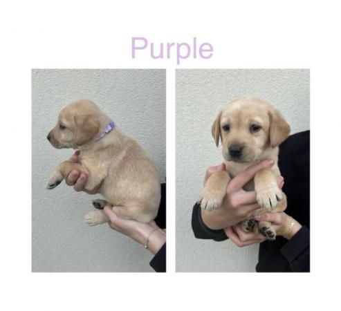 Image 8 of Labrador Puppies For Sale(Mobile correct now,was wrong)