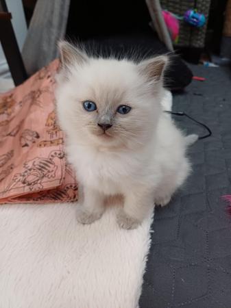 Image 4 of Ragdoll kittens 2 boys available