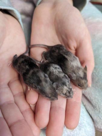 Image 7 of 6 Week old tame Mice. Pets or breeding