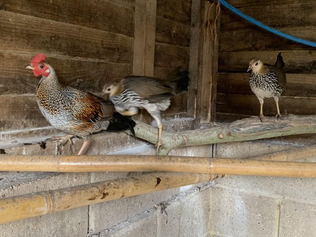 Preview of the first image of 2023 Bred Grey Jungle Fowl Trio £75.