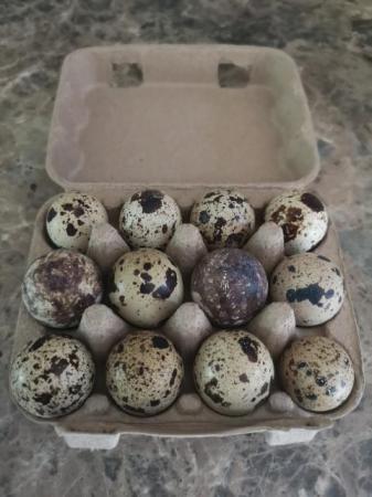 Jumbo Coturnix Quail Hatching Eggs x12 For Sale in Llandrindod Wells