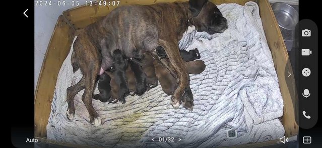 Image 7 of Sealed, red and brindle boxer puppies available.