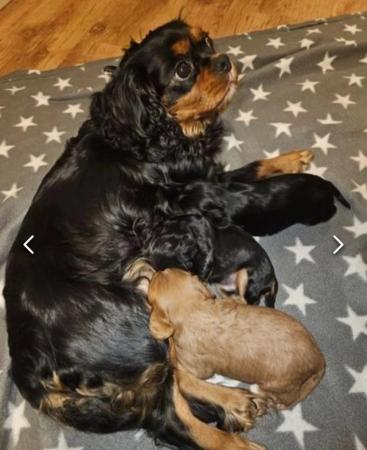 Image 7 of Cavalier King Charles Puppies for sale