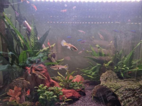 Image 3 of Healthy Guppy fry, males & Female for sale!