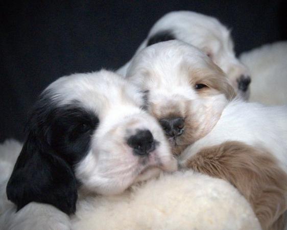 Image 43 of Show Cocker Puppies (KC Registered and fully health tested)