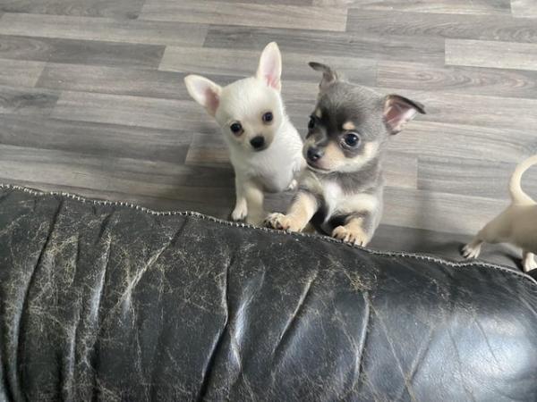 Image 3 of White / cream male chihuahua pup *ready now*