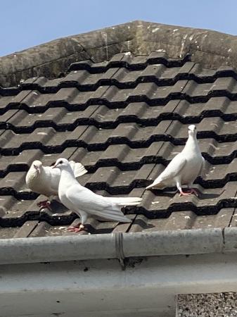 Image 5 of doves, white fantail doves