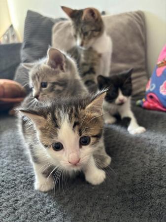 Image 6 of Kittens ready 1st of June , only 2 left. £150
