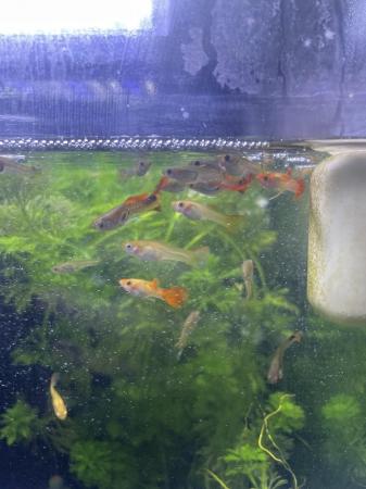 Image 5 of BABY MALE AND FEMALE GUPPIES £1 EACH