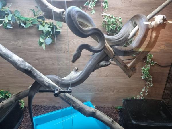 Image 5 of 4 year old olive python