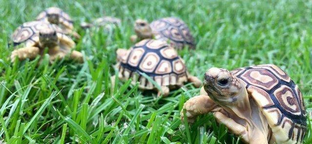 Image 11 of Stunning Baby Tortoises available lots to choose from..