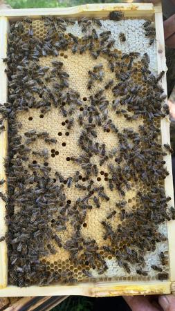 Image 32 of Overwintered Bee Nucs on five frames