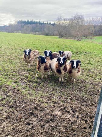 Image 3 of Pedigree ram lambs Kent prize winners