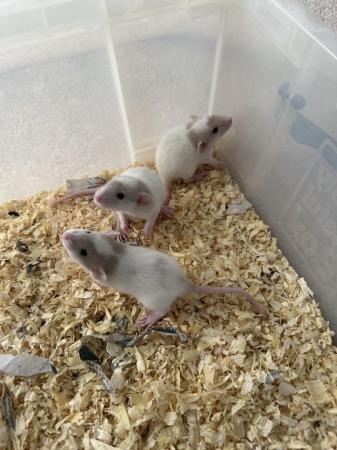 Image 4 of Silly Tame baby dumbo rats available