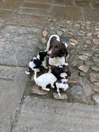 Image 3 of Pedigree English springer spaniel puppies