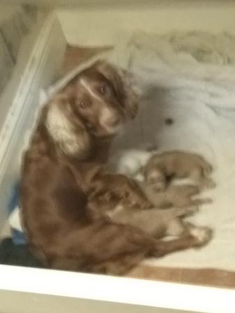 Image 2 of READY NOW Pedigree KC Registered Cocker Spaniel puppies