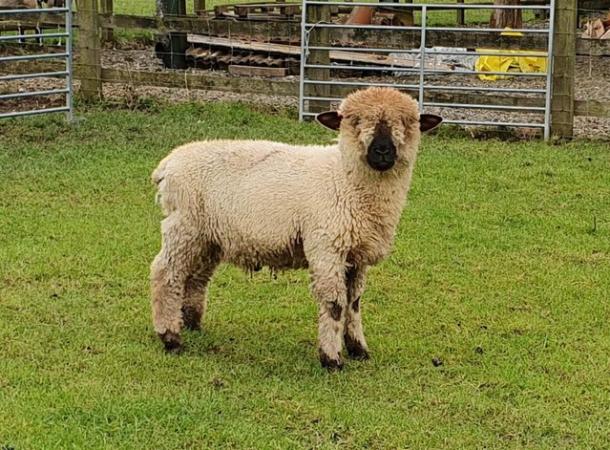 Image 2 of Pedigree Hampshire Down rams available mix of age's