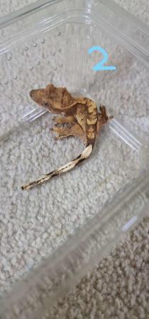 Image 7 of Baby crested geckos for sale, multiple ages, unsexed