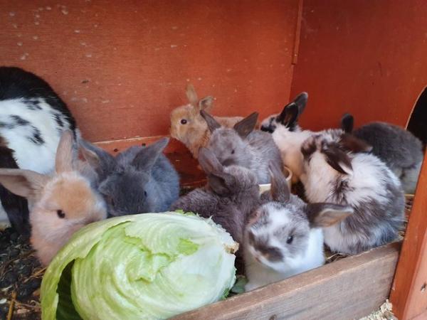Image 5 of Baby mini lop rabbits for sale