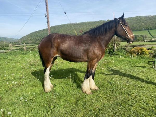 Image 1 of Registered shire mare 6 year old