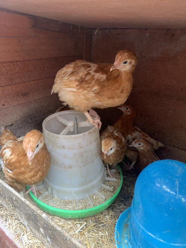 Preview of the first image of 7 weeks old warren hens.