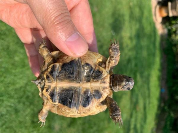 Image 6 of Herman tortoises hatched July 2022